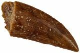 Serrated, Raptor Tooth - Real Dinosaur Tooth #295988-1